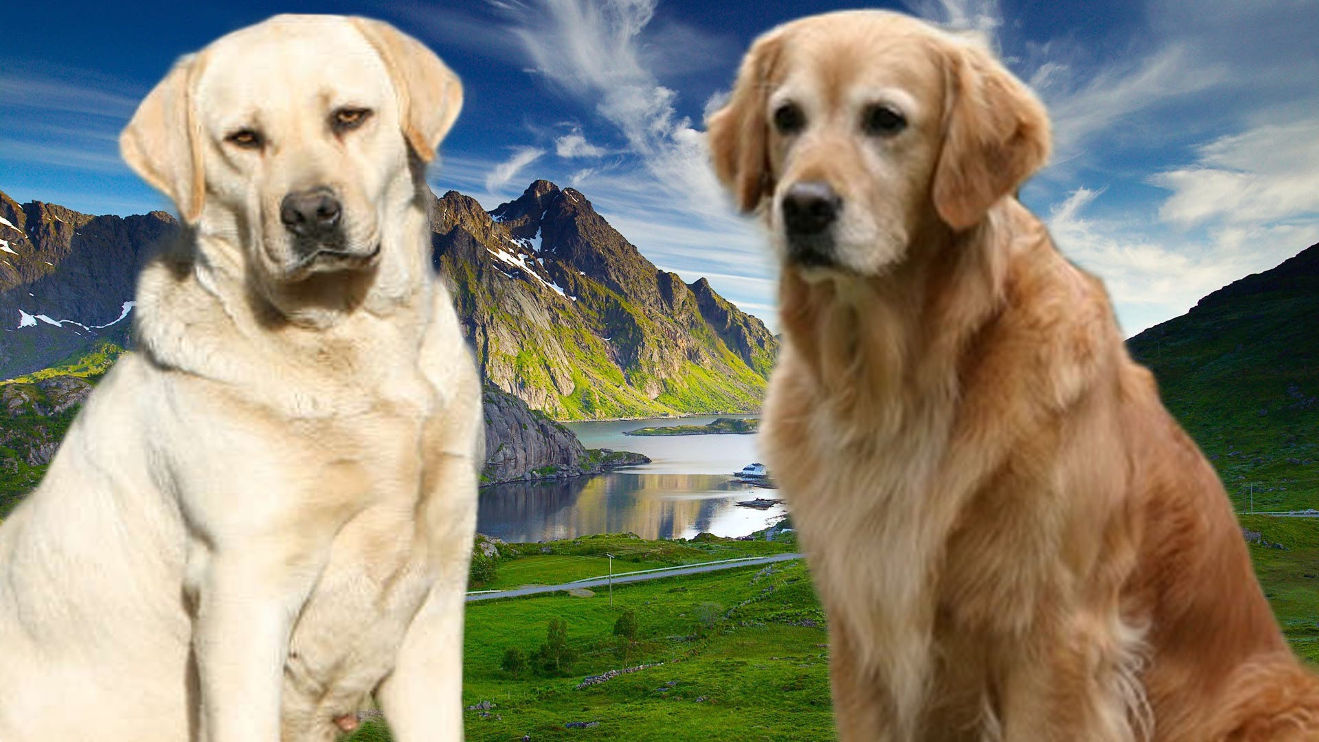 golden retriever vs labrador golden retriever vs labrador
